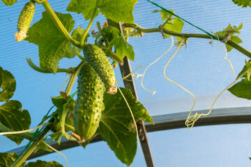 Green cucumbers grow in greenhouse, close-up. Cucumber plant for publication, design, poster, calendar, post, screensaver, wallpaper, postcard, banner, cover, website. High quality photo