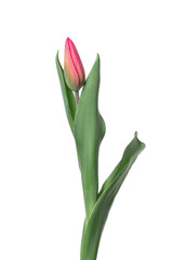 Tulip on a white background