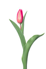 Tulip on a white background