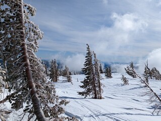 Fototapeta premium Iced over trees on the mountain top