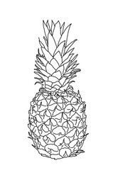 sketch pineapple on white background