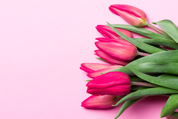Tulips on a pink background. View from above