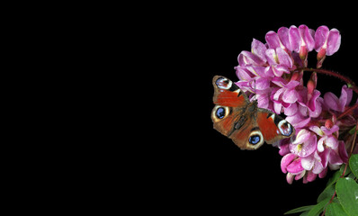 bright red peacock butterfly on pink acacia flowers isolated on black.