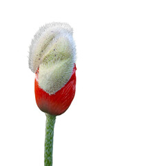 bud of red poppy flower