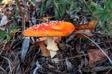 Poisonous mushroom red fly agaric in a coniferous forest in autumn