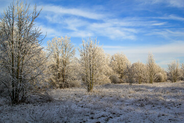 Fototapeta na wymiar Mit Rauhreif überzogene Büme in einer kalten Winterlandschaft. 