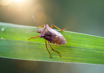 Auf einem Blatt sitzt eine Rotbeinige Baumwanze, Pentatoma rufipes.
