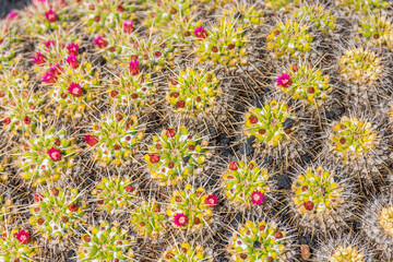 Close up of cactus  plants