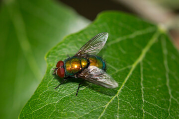 Eine Fliege, Goldfliege unbest. (Lucila spec.) auf einem Baumblatt.
