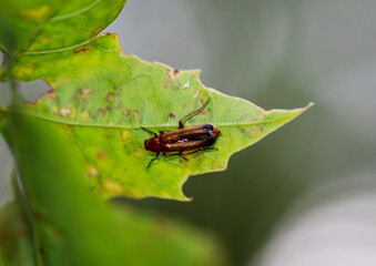 Ein Roter Weichkäfer, Rhagonycha fulva (Stadium Imago) auf einem Blatt.