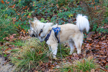 Ein Hund mit buschigen Schwanz im Wald.