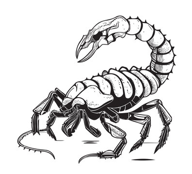 Scorpion hand drawn engraving style sketch Vector illustration