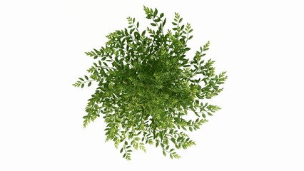 3D Top view Green Trees Isolated on white background, use for visualization in graphic design. 