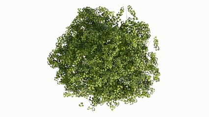 3D Top view Green Trees Isolated on white background, use for visualization in graphic design. 