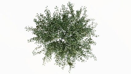 3D Top view Green Trees Isolated on white background, use for visualization in graphic design.	
