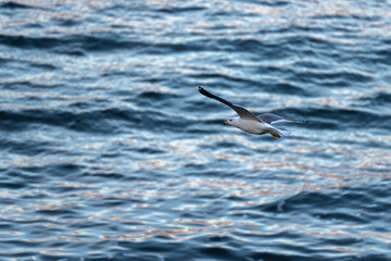 A seagull flies over the lake