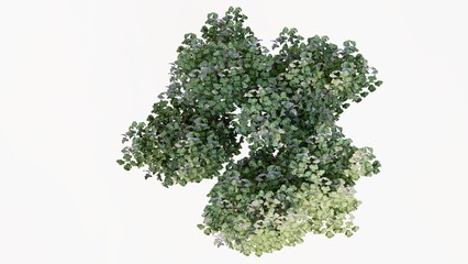 Obraz premium 3D Top view Green Trees Isolated on white background, use for visualization in graphic design. 