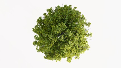 Obraz premium 3D Top view Green Trees Isolated on white background, use for visualization in graphic design. 
