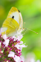 Close-up of a yellow Pieris brassicae butterfly on a pink flower on green background