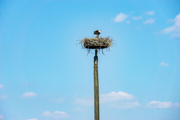 Storchennest