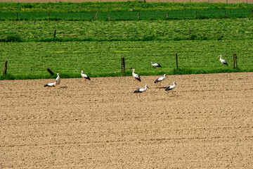 Störche auf dem Feld