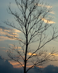 silhouette of tree in sunset
