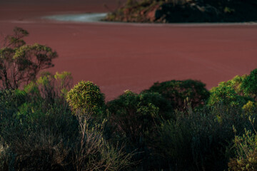 green and red vegetation