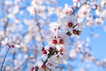 almond tree bloom