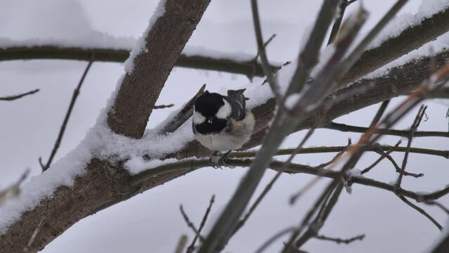 Coal tit or cole tit (Periparus ater) sitting on branch in winter