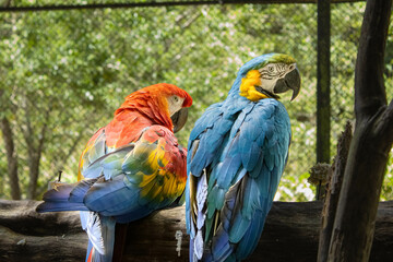 Arara-canindé and Arara-vermelha at the zoo in Marechal Floriano, Espírito Santo state. February 12, 2023