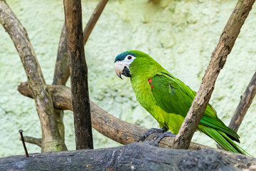 Arara maracanã-verdadeira at the zoo in Marechal Floriano, Espírito Santo state. February 12, 2023