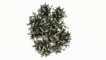 3D Top view flourishing
Trees Isolated on white background, use for visualization in graphic design.
