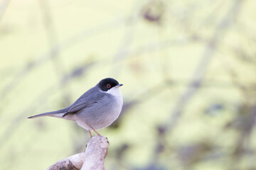 Sardinian warbler male (Sylvia melanocephala).