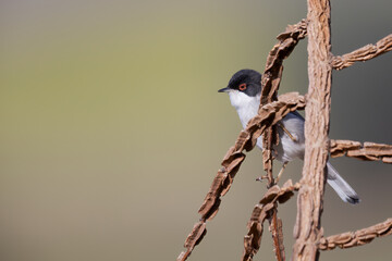 Sardinian warbler male (Sylvia melanocephala).