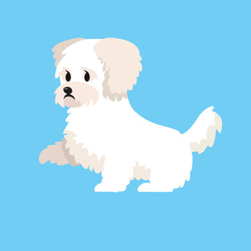 Cute Dog