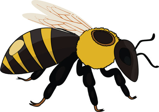 bee