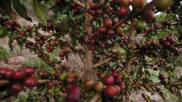 Ripe coffee fruits