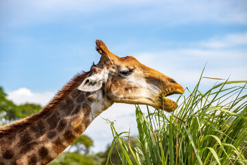 Giraffe eating grass closeup and selective focus