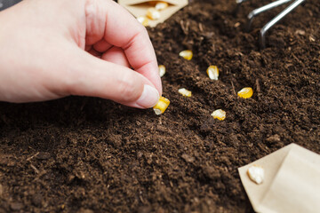 Woman's hand planting corn seeds in fertile soil. Sowing at springtime
