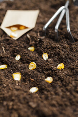 Planting corn seeds in fertile soil. Farming, gardening, planting organic natural products