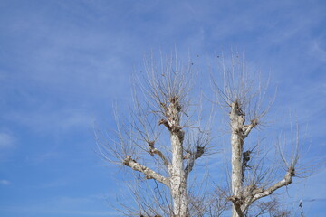 青空と葉っぱのない木
