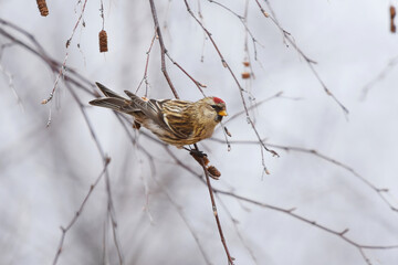 Common redpoll (Acanthis flammea) feeding on birch in winter.