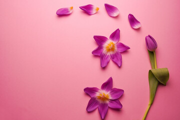 Composition of tulip petals wiht purple tulip laying on a pink background. Flat lay