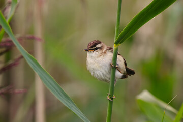 Sedge warbler (Acrocephalus schoenobaenus) feeding in the reeds in summer.