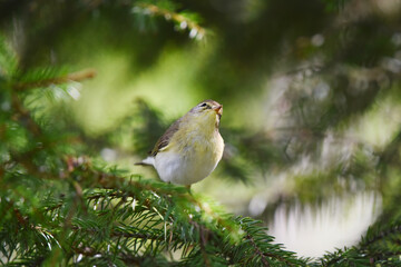 Willow warbler (Phylloscopus trochilus) searching for food in the forest in spring.