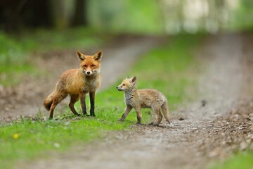Red fox with baby. Red fox is largest of the true foxes, has the greatest geographic range of all...