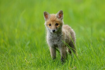 Cute baby red fox, vulpes vulpes, cub playing on green grass and looking into camera in summer nature. Adorable young wild mammals in wilderness from front view.