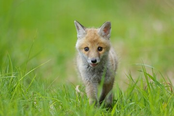 Naklejka na ściany i meble Cute baby red fox, vulpes vulpes, cub playing on green grass and looking into camera in summer nature. Adorable young wild mammals in wilderness from front view.