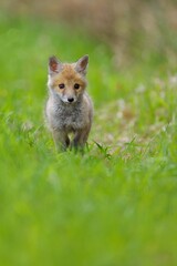 Cute baby red fox, vulpes vulpes, cub playing on green grass and looking into camera in summer nature. Adorable young wild mammals in wilderness from front view.