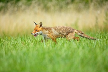 Cute Red Fox, Vulpes vulpes in fall forest. Beautiful animal in the nature habitat. Wildlife scene from the wild nature